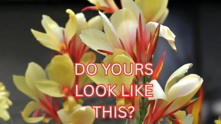 11 Plants That Should Be Thriving Right Now