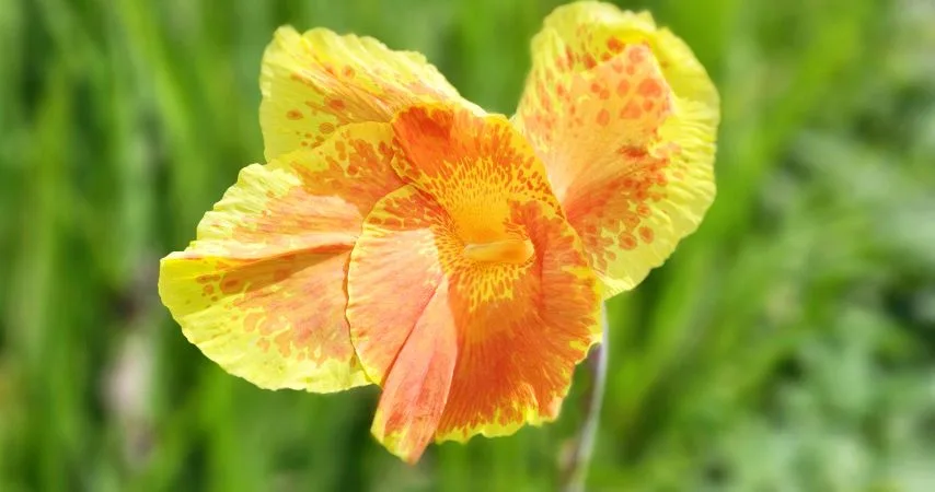 11 Plants That Should Be Thriving Right Now 9
