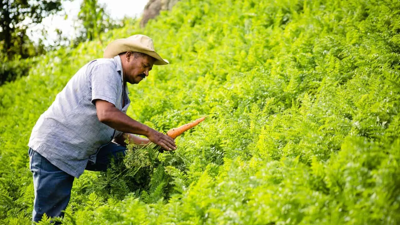 15 Best Things to Plant in August 6