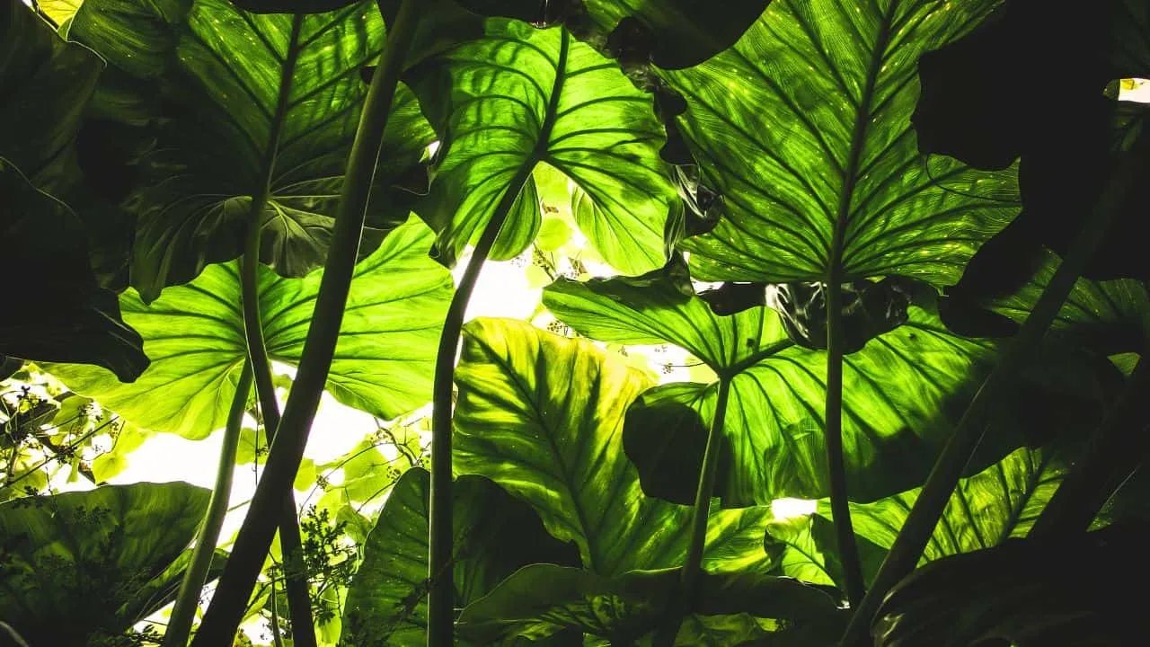 These 9 Plants Look Too Exotic to Survive Your Garden (But They Will) 2