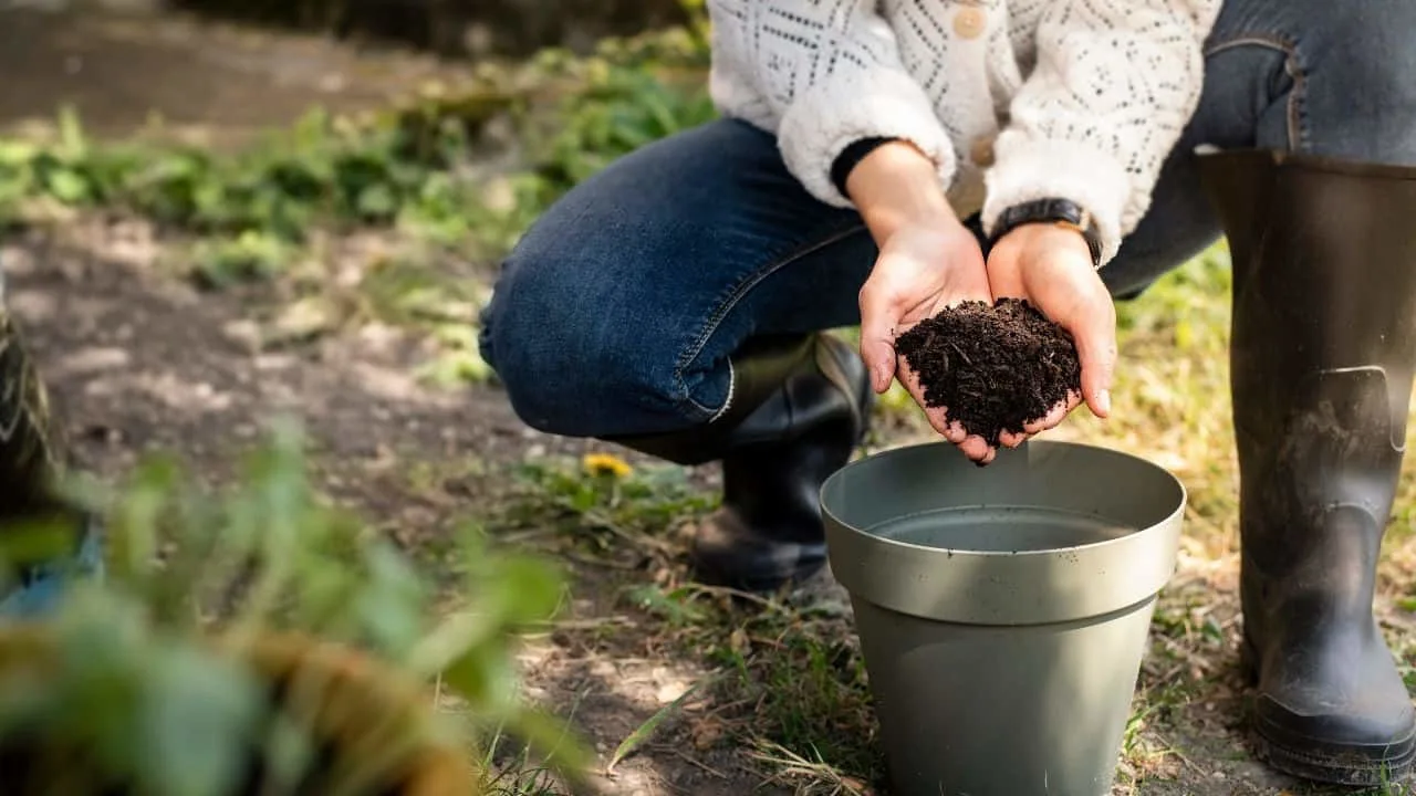 The One Thing You MUST Add to the Hole Before Planting 1