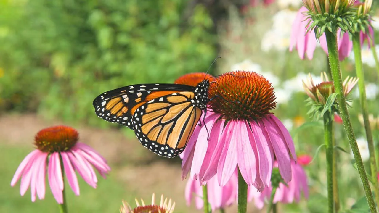13 Perennials You Should Divide Soon (If You Want Triple the Blooms Next Year) 8