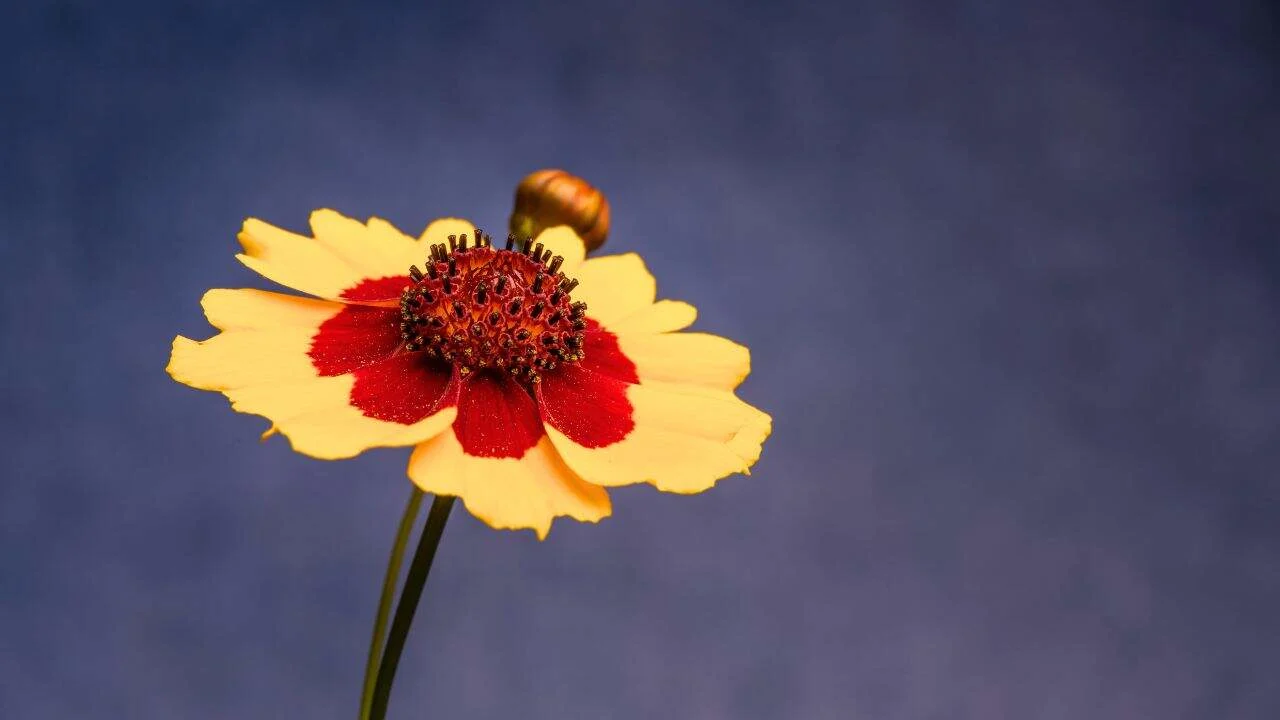 13 Perennials You Should Divide Soon (If You Want Triple the Blooms Next Year) 9