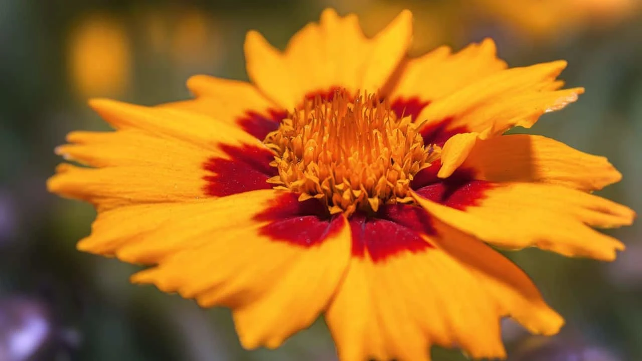 What to Plant If You Hate Watering 3