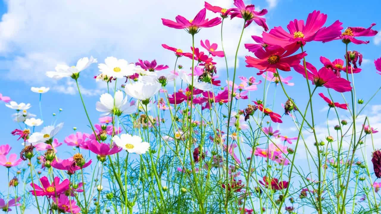 15 Best Things to Plant in August 14
