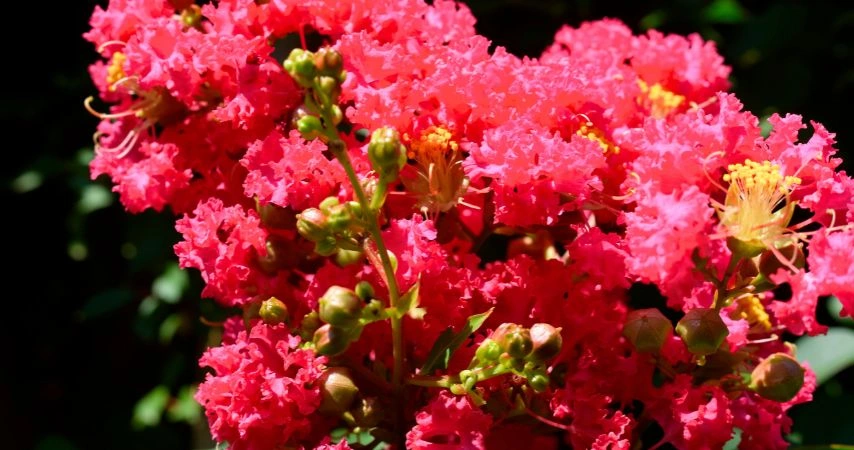 11 Plants That Should Be Thriving Right Now 11