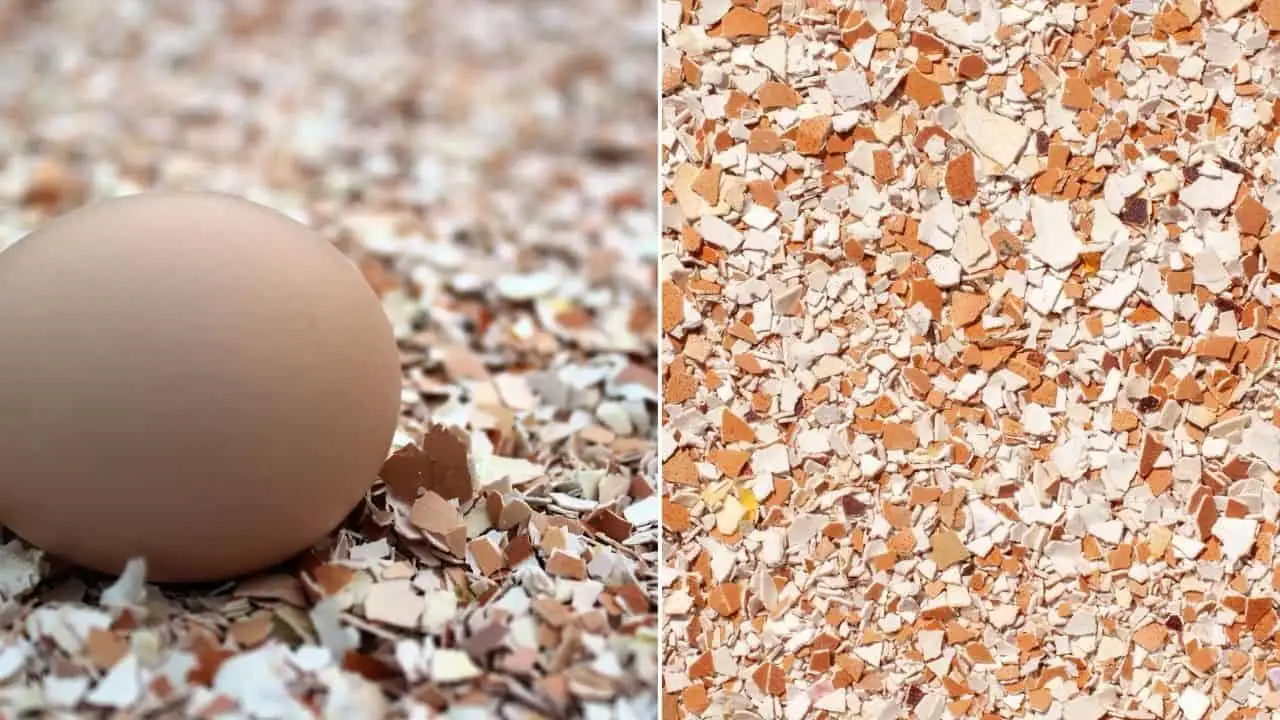 The One Thing You MUST Add to the Hole Before Planting 3