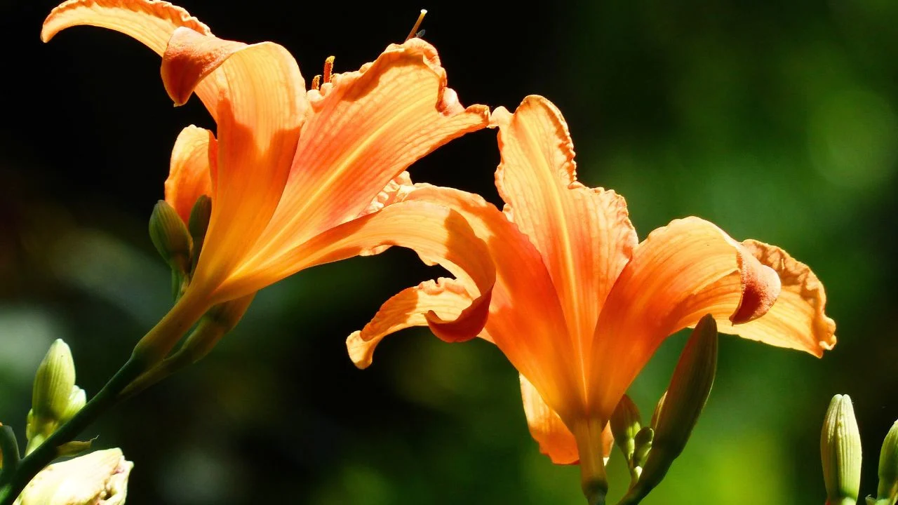 13 Perennials You Should Divide Soon (If You Want Triple the Blooms Next Year) 1