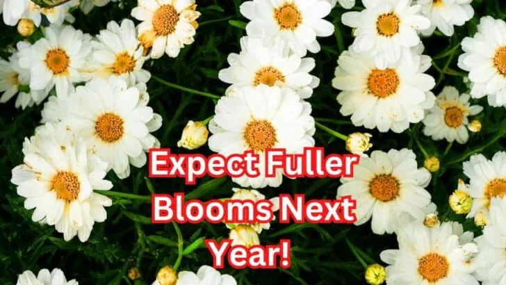13 Perennials You Should Divide Soon (If You Want Triple the Blooms Next Year)