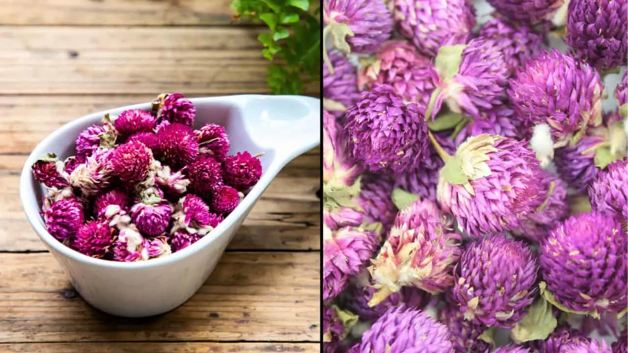 11 Flowers You Should Dry Before Summer Ends 3