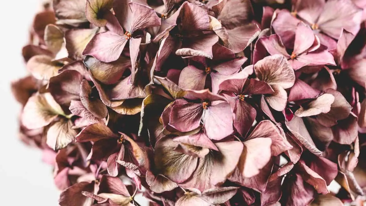 11 Flowers You Should Dry Before Summer Ends 7