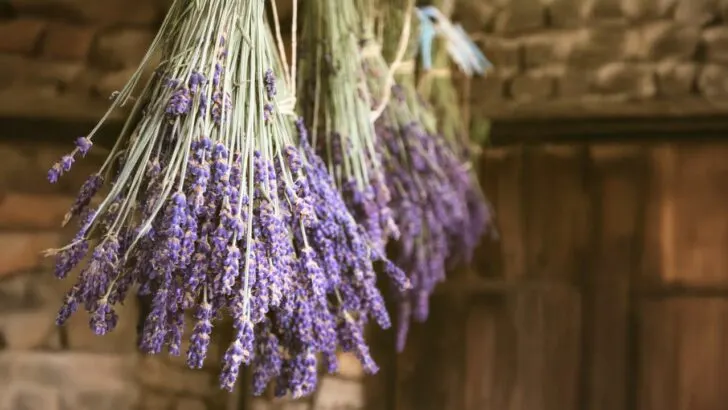 11 Flowers You Should Dry Before Summer Ends