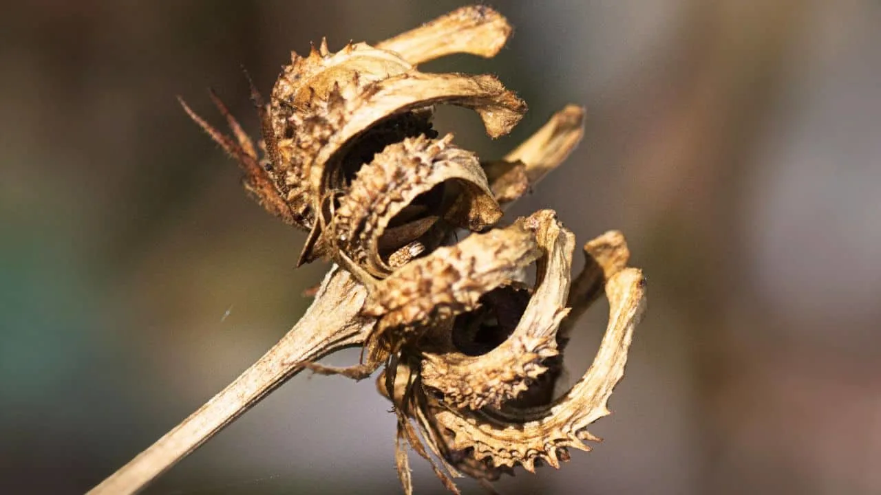 11 Flowers You Should Dry Before Summer Ends 8