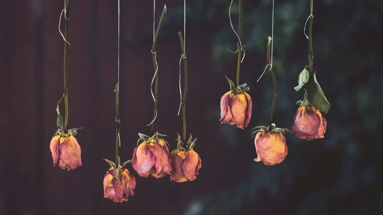 11 Flowers You Should Dry Before Summer Ends 6