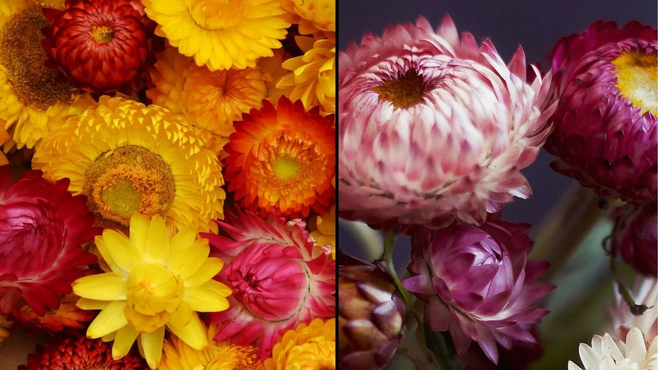 11 Flowers You Should Dry Before Summer Ends 1