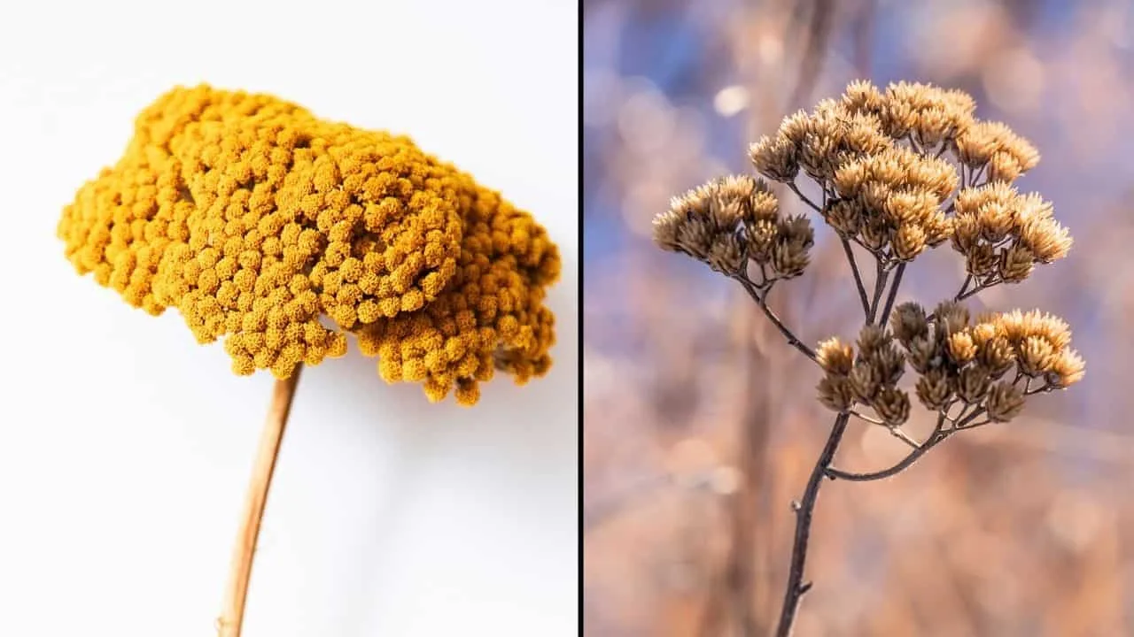 11 Flowers You Should Dry Before Summer Ends 4