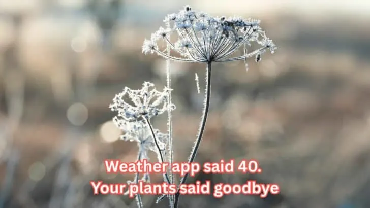 You&rsquo;ll Wish You Knew This Before Your First Frost