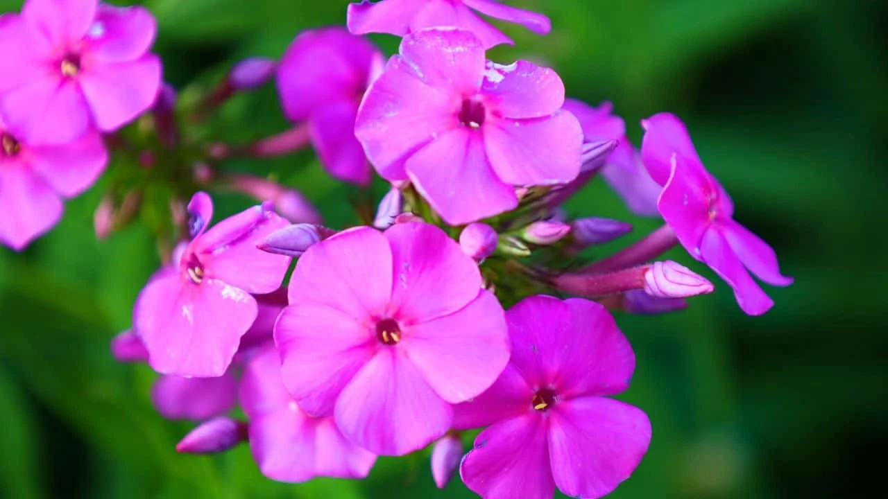 13 Perennials You Should Divide Soon (If You Want Triple the Blooms Next Year) 10
