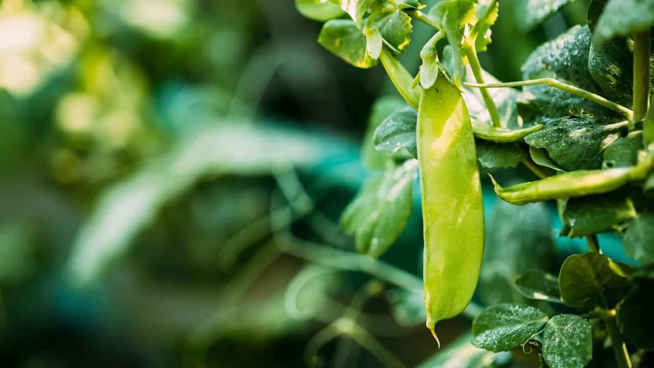 7 Vegetables That Taste Better When You Harvest Them Late 7