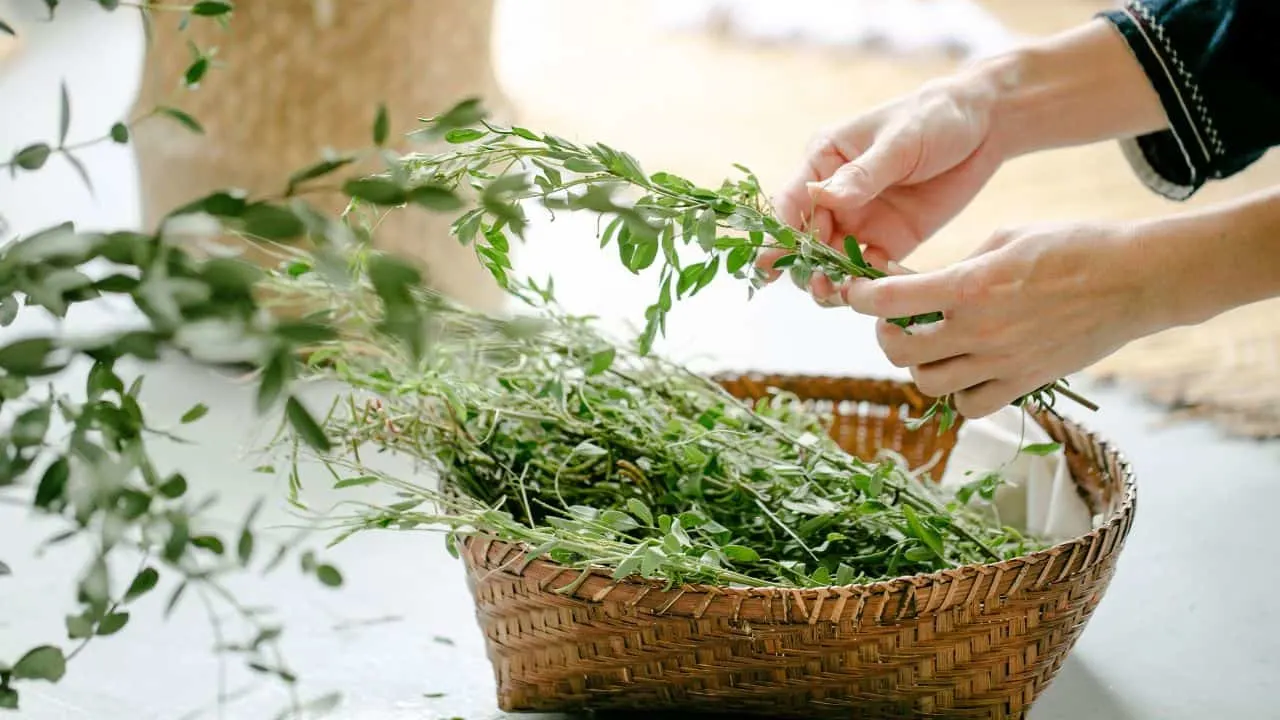 How to Harvest and Store Herbs for Winter Starting in August 2