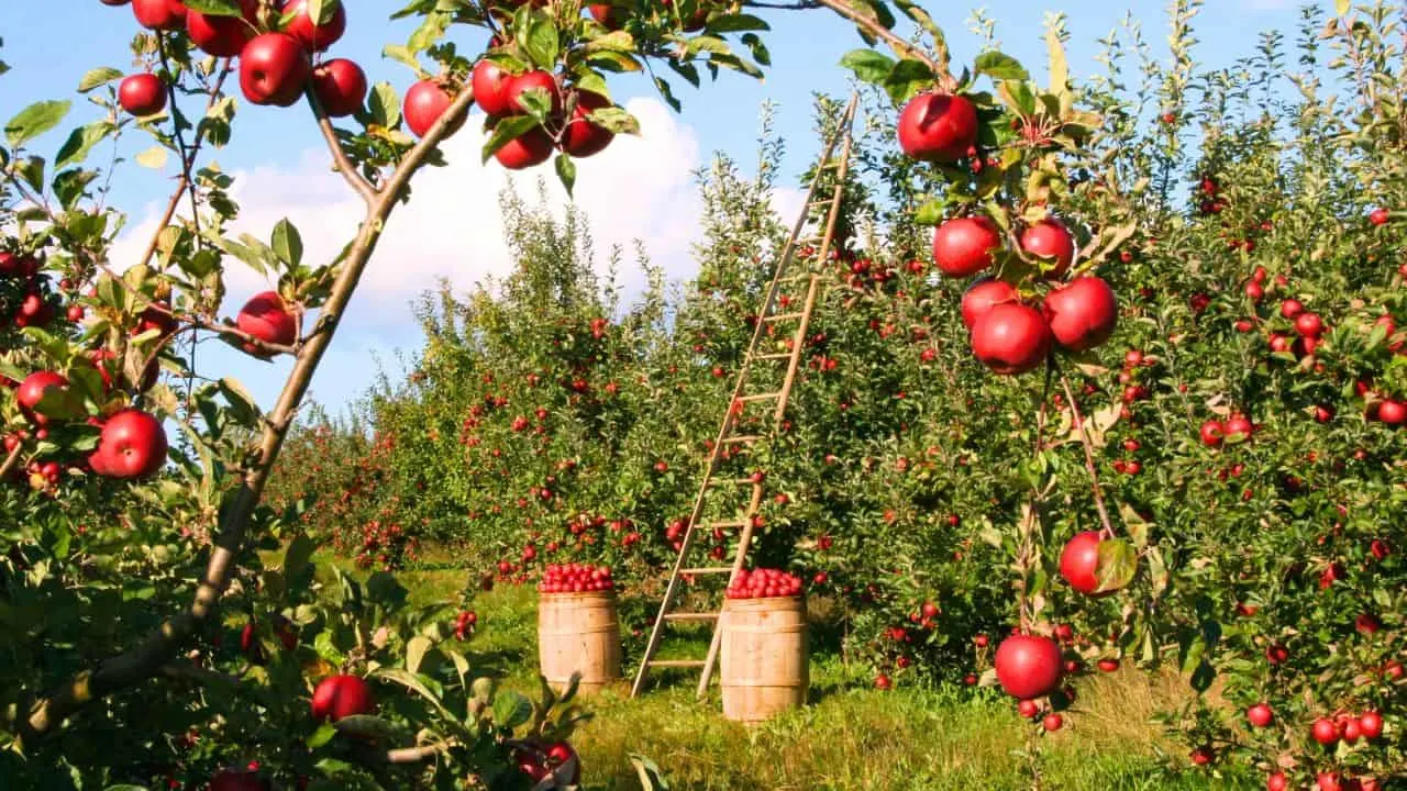 11 Gardening Tasks You Shouldn&rsquo;t Be Doing After 65 4