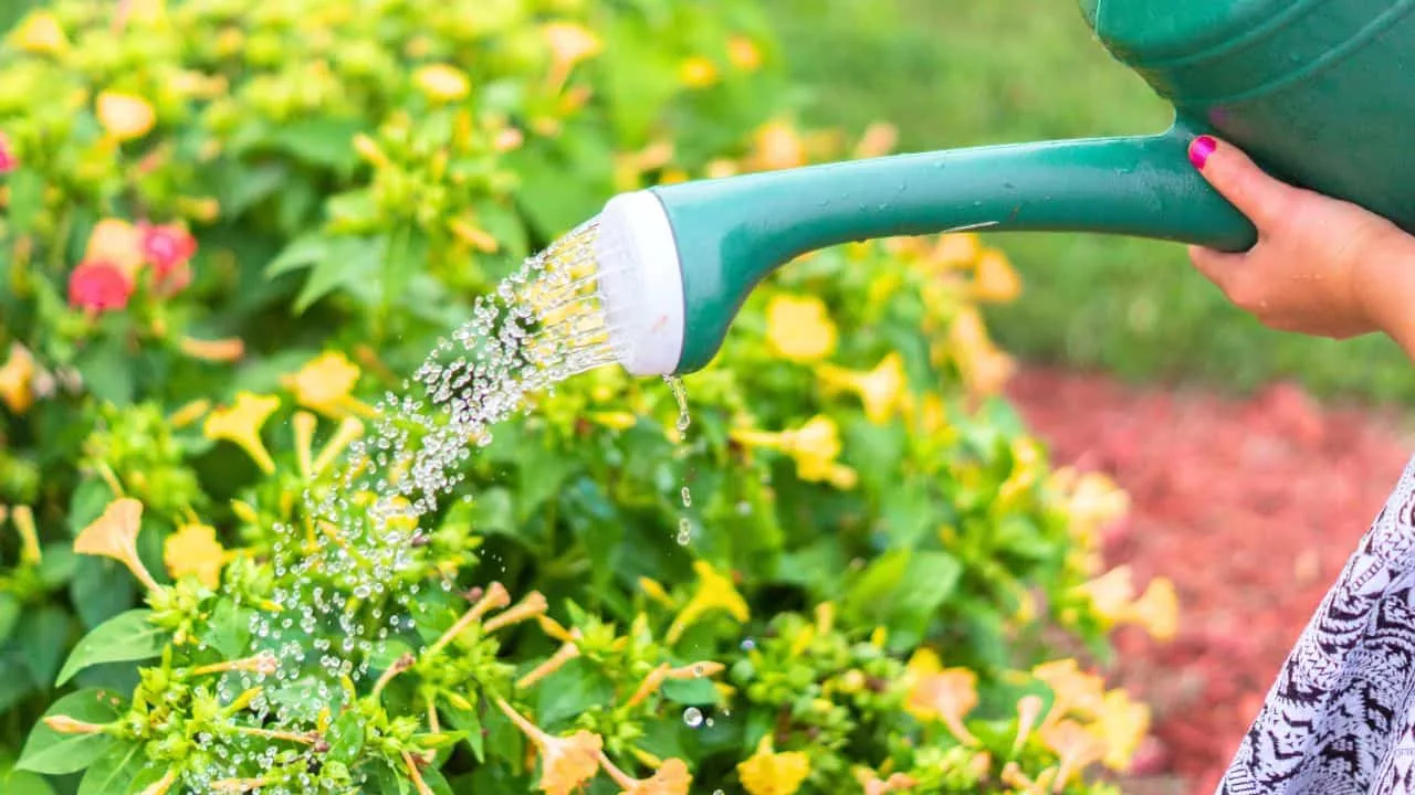 11 Gardening Tasks You Shouldn&rsquo;t Be Doing After 65 3