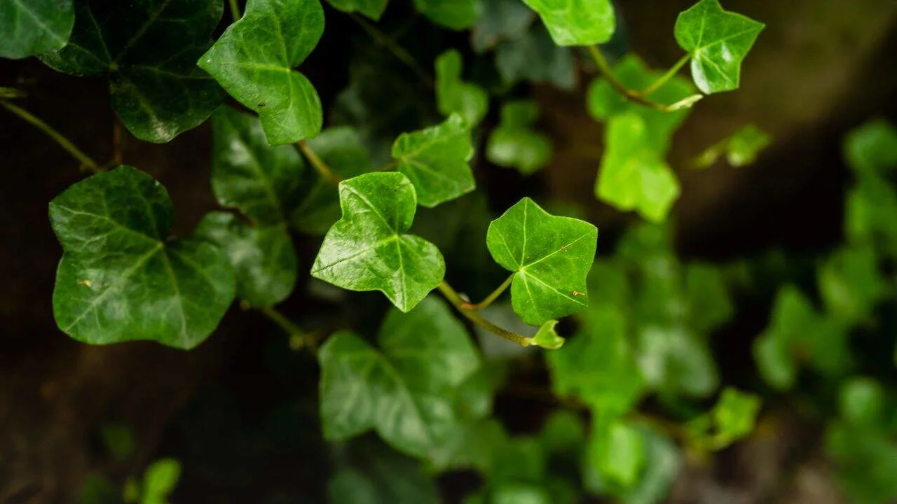 Your Favorite Plant Might Get Banned Soon 2