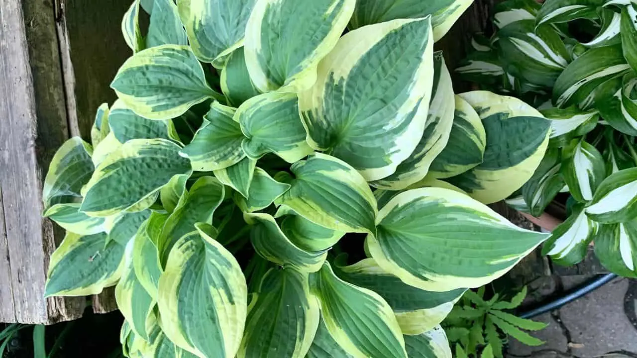 13 Perennials You Should Divide Soon (If You Want Triple the Blooms Next Year) 3
