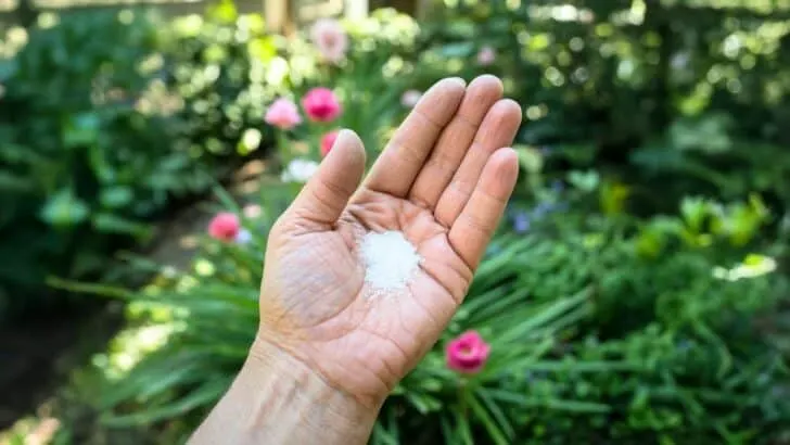 👉 How Sugar Helps (and Hurts) Your Garden