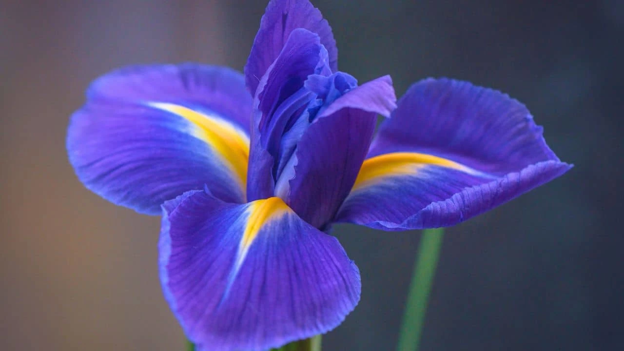 13 Perennials You Should Divide Soon (If You Want Triple the Blooms Next Year) 12