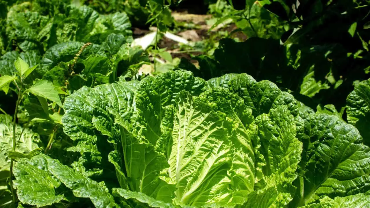 7 Vegetables That Taste Better When You Harvest Them Late 2
