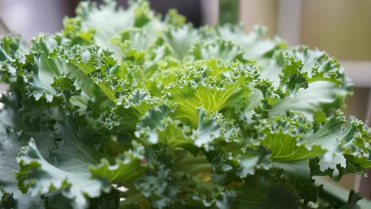 15 Best Things to Plant in August 3