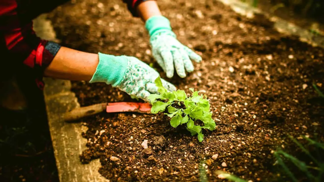 11 Gardening Tasks You Shouldn&rsquo;t Be Doing After 65 5