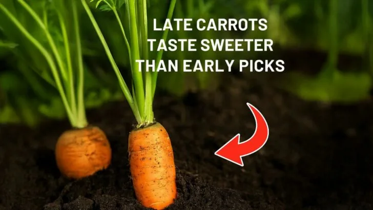 7 Vegetables That Taste Better When You Harvest Them Late