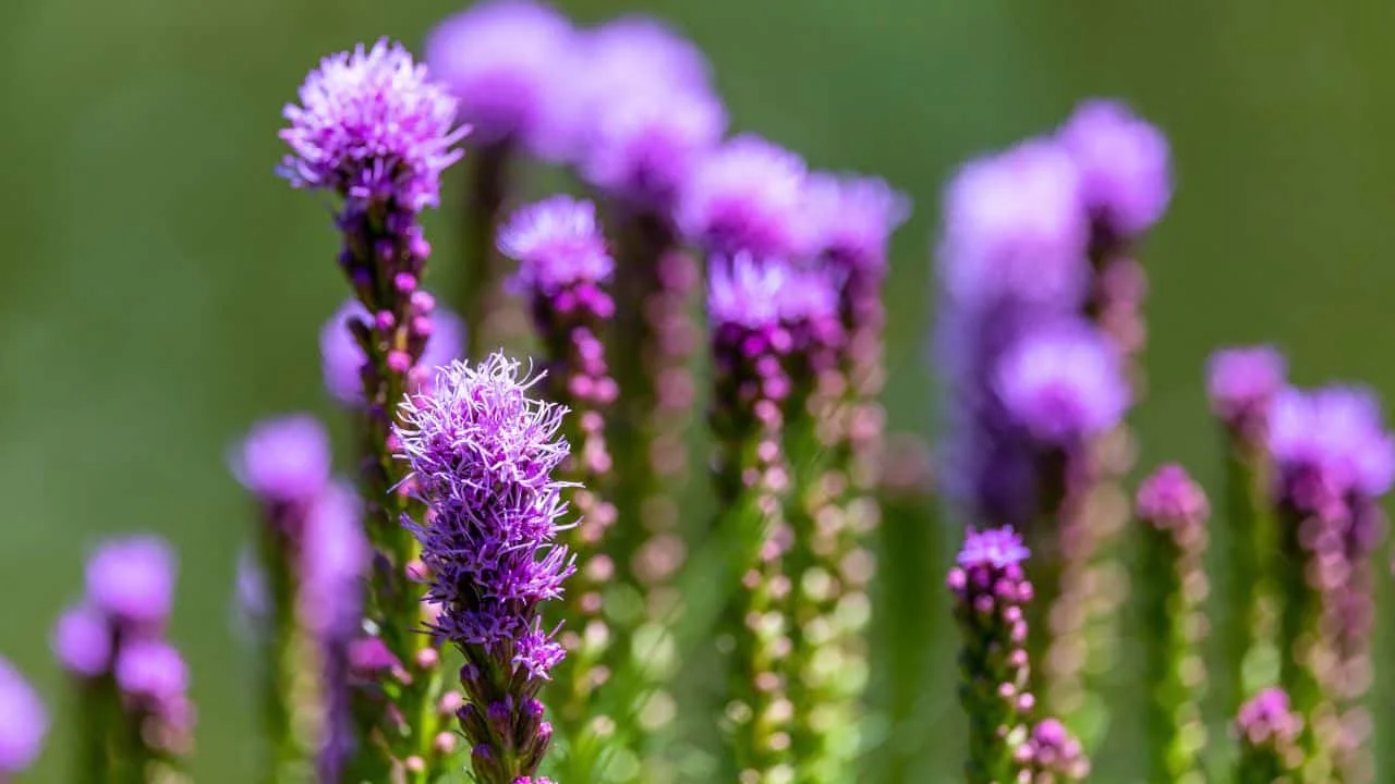 13 Perennials You Should Divide Soon (If You Want Triple the Blooms Next Year) 13