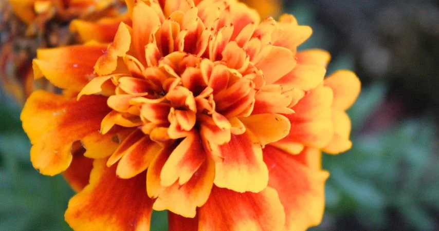 11 Plants That Should Be Thriving Right Now 8
