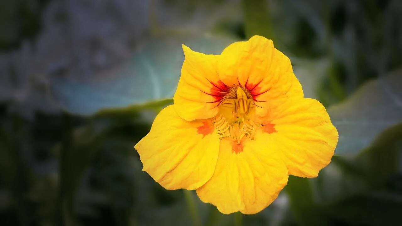 15 Best Things to Plant in August 10