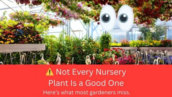 🧪 9 Red Flags on Nursery Plants (That Most Gardeners Ignore)