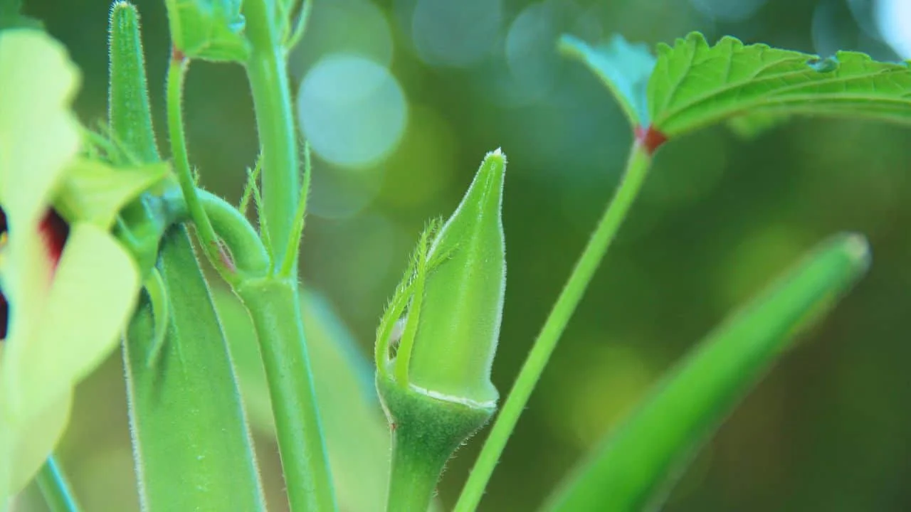 15 Best Things to Plant in August 12