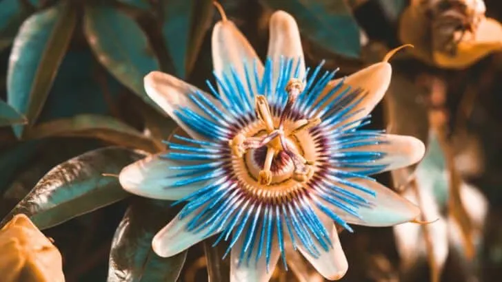 These 9 Plants Look Too Exotic to Survive Your Garden (But They Will)