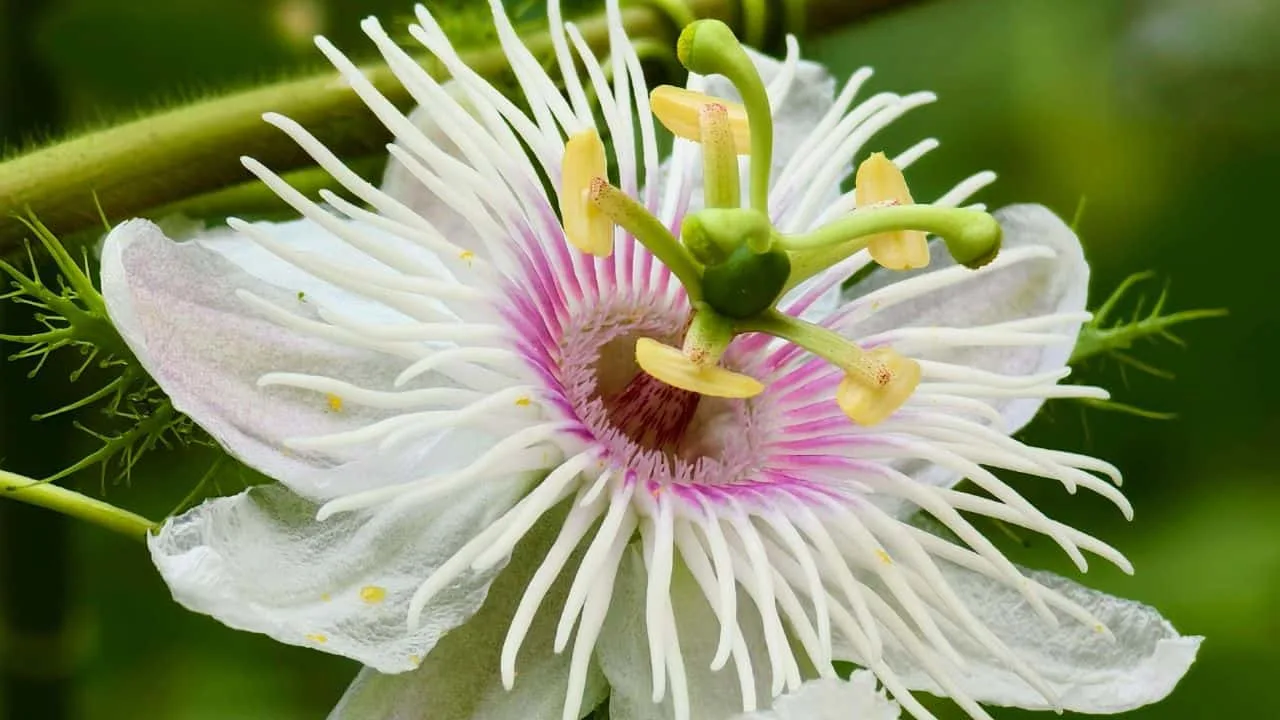 These 9 Plants Look Too Exotic to Survive Your Garden (But They Will) 1
