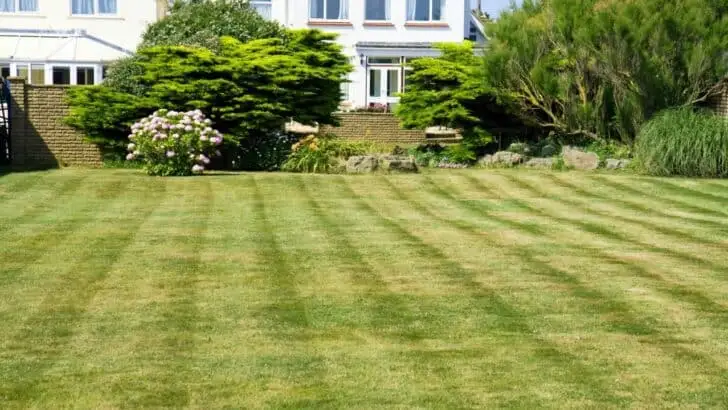 This is Why Your Grass is Patchy (And the Products That Fix It)