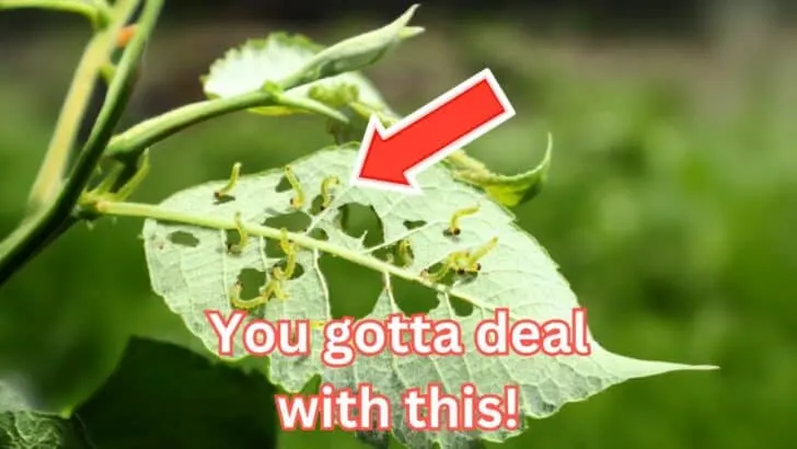 9 Things You Shouldn&rsquo;t Be Doing in the Garden After August 1st