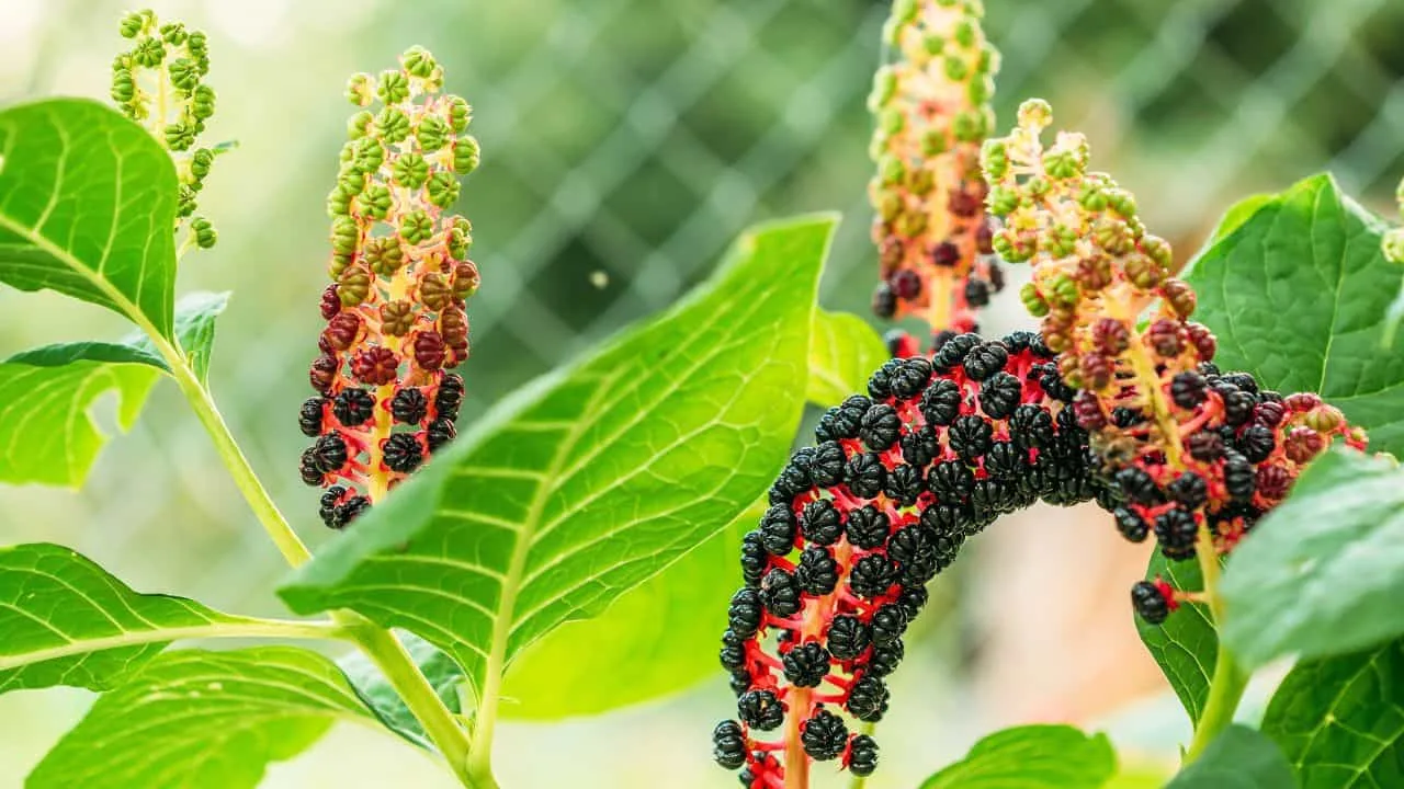 These 9 Plants Look Too Exotic to Survive Your Garden (But They Will) 4