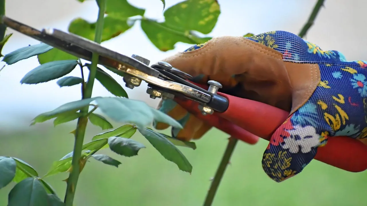 12 Times the Best Gardening Move Is Doing Nothing 6