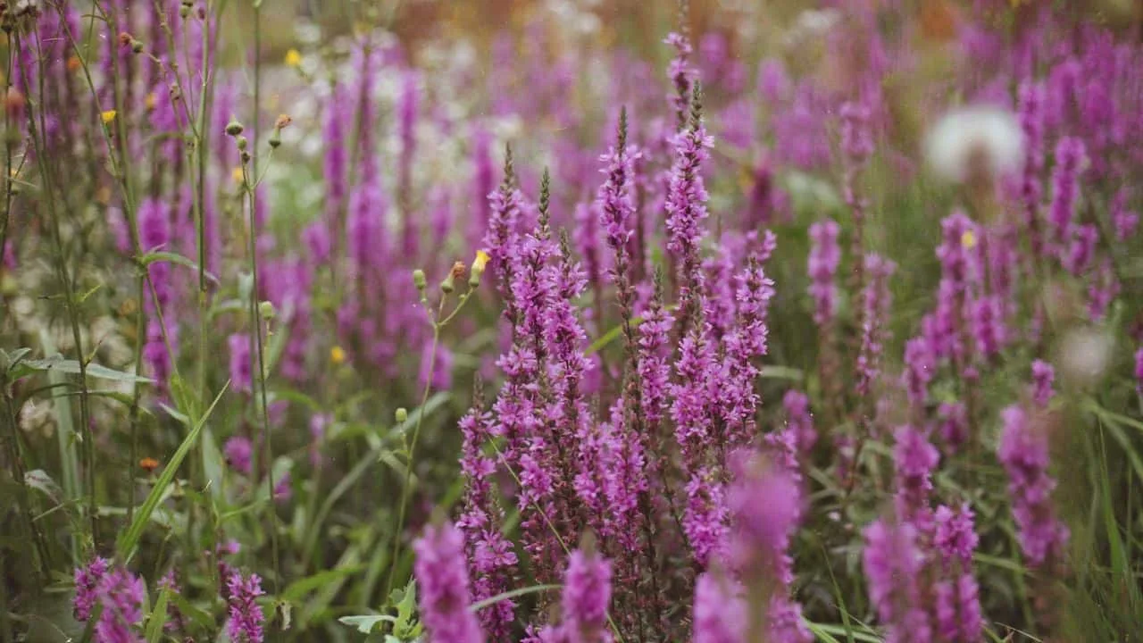 Your Favorite Plant Might Get Banned Soon 4