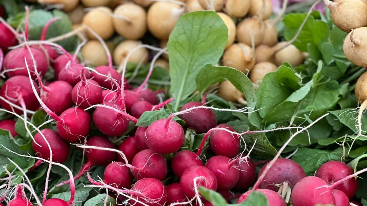 15 Best Things to Plant in August 1