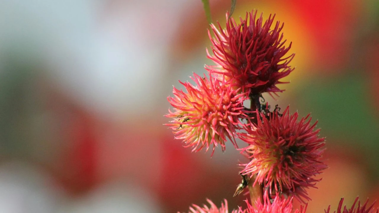 Your Favorite Plant Might Get Banned Soon 7