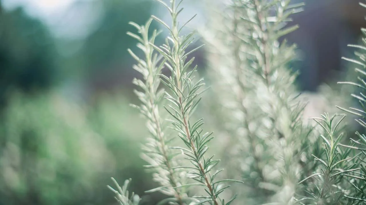 11 Best Plants to Take Cuttings From in September 2