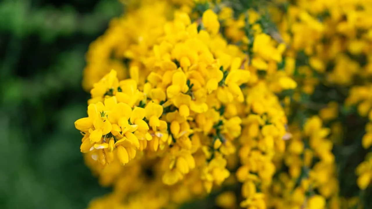 Your Favorite Plant Might Get Banned Soon 3